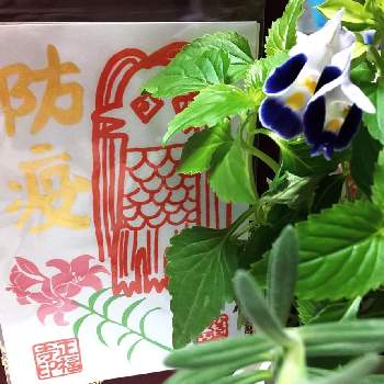 七夕の願いの投稿画像一覧 Greensnap グリーンスナップ