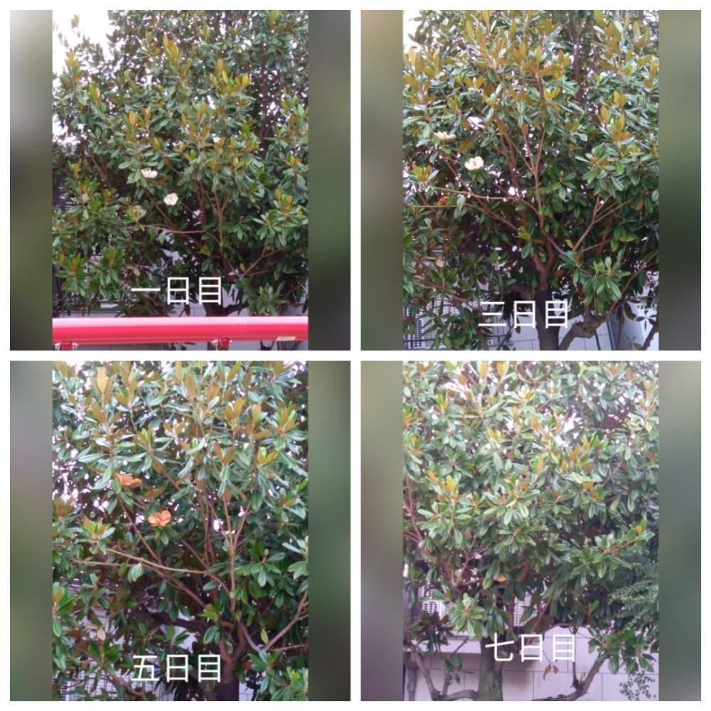 なはてんごりらさんの投稿画像 月7月7日 Greensnap グリーンスナップ なはてんごりらさんの投稿画像 月7月7日 Greensnap グリーンスナップ