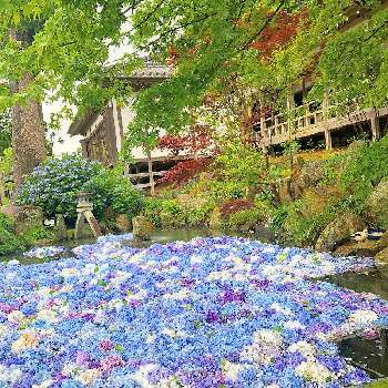 雨引観音紫陽花の投稿画像一覧 Greensnap グリーンスナップ