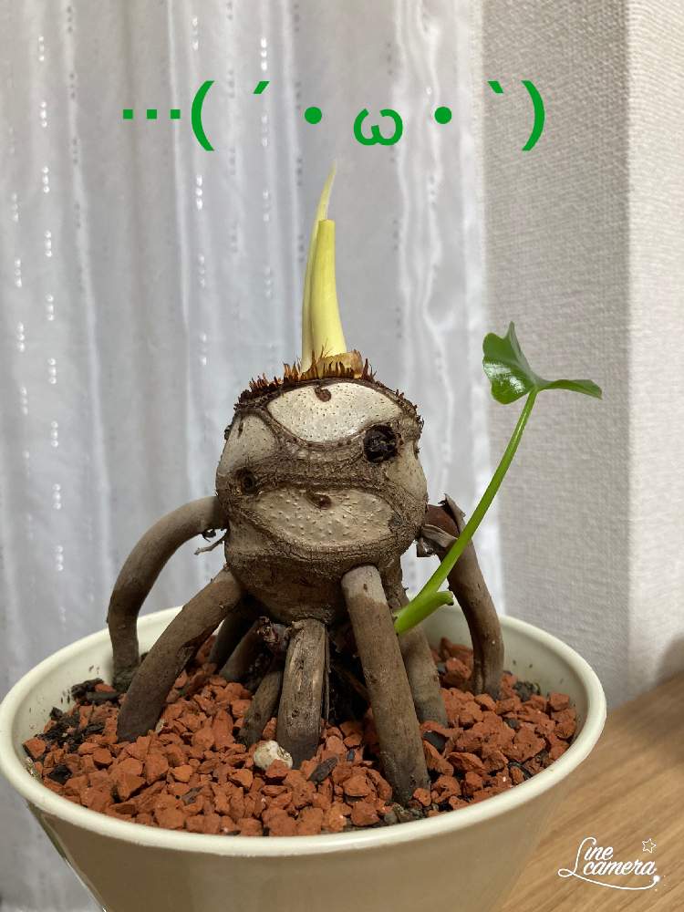 セロームの投稿画像 By クミコさん 多肉植物と観葉植物と多肉女子 月7月7日 Greensnap グリーンスナップ セロームの投稿画像 By クミコさん 多肉植物と観葉植物と多肉女子 月7月7日 Greensnap グリーンスナップ