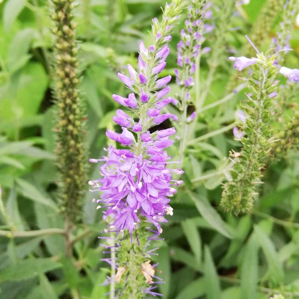 ルリトラノオの投稿画像 By リリーさん さいたま新都心と癒やされると優しい花といつもありがとうと紫色の花とチームリリーと爽やかと花のある暮らしと素敵 月7月8日 Greensnap グリーンスナップ