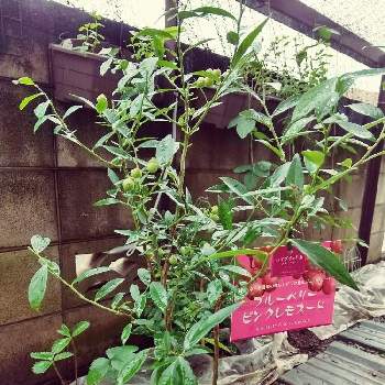ブルーベリー ピンクレモネードの投稿画像一覧 Greensnap グリーンスナップ