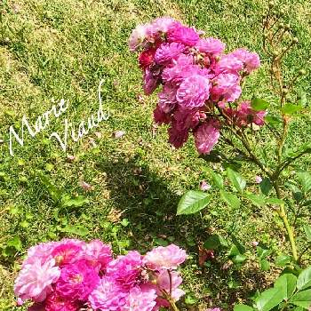 ランブラー ローズの投稿画像一覧 Greensnap グリーンスナップ