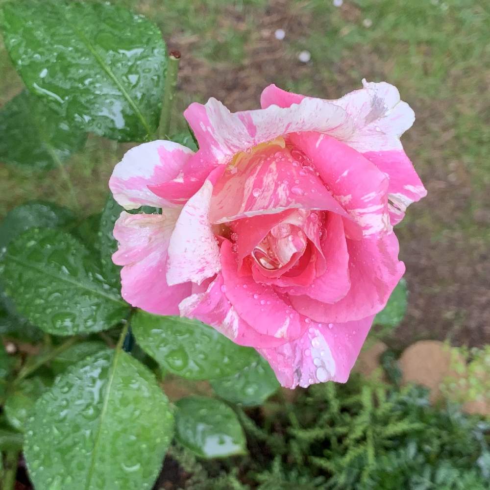 クロードモネの投稿画像 By Paseriにゃおさん バラ クロードモネとhtハイブリッドティーとばら バラ 薔薇と梅雨に負けないとおうち園芸と植中毒と バラ ３番花と四季咲バラとバラの地植えとばら 薔薇 バラと小さなお庭と梅雨を楽しむ 月7月8日 Greensnap