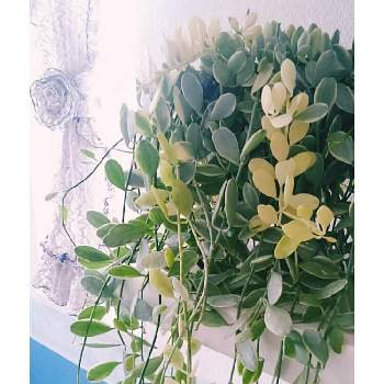 ソテツの花の投稿画像 By ジェットさん 今日の１枚と ソテツ 19月7月14日 Greensnap グリーンスナップ