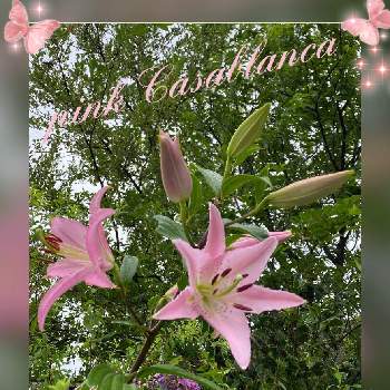 美しい花園の画像 by ひみつのアッコちゃんさん | ユリ(ピンクのカサブランカ)と我が家の花畑と大きな花と上品な花と可愛い花と美しい花と美しい花園と花のある暮らしと加工アプリ使用