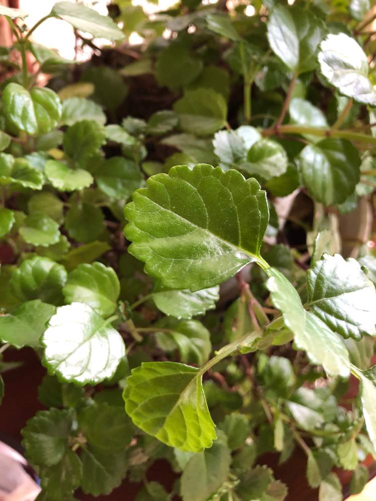 さらさらさんの投稿画像 月7月8日 Greensnap グリーンスナップ