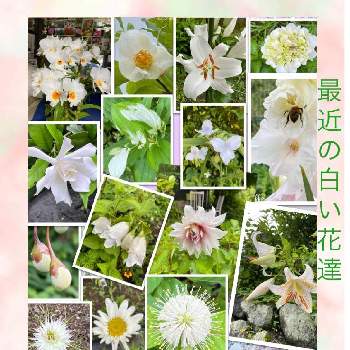 美しい花園の画像 by ひみつのアッコちゃんさん | 広い庭とエゴの木の実と初夏の白い花達と我が家の花畑と大きな花と上品な花と鉢植えの花と可愛い花と美しい花と美しい花園と大好きな花と花のある暮らし
