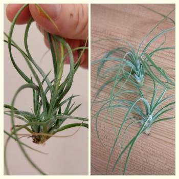 チランジア ムーンライトの投稿画像一覧 Greensnap グリーンスナップ