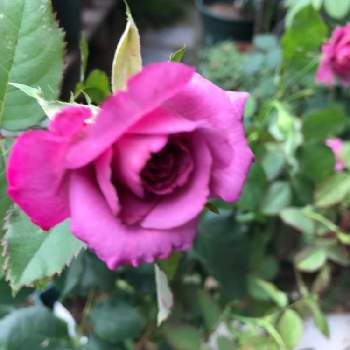 フェルゼン伯爵の画像 by anneさん | 小さな庭とばら バラ 薔薇とバラのある暮らしとおうち園芸とバラ 鉢植えとフェルゼン伯爵とガーデニングとバラが好きとバラを楽しむ