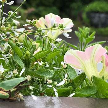 ユーフォルビア ダイアモンドフロストの投稿画像一覧 Greensnap グリーンスナップ