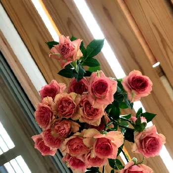 リフレッシュして！元気になる！花飾りフォトコンテストの画像 by kopeloさん | テラスとバラとドライフラワーと我が家のテラスとおうち園芸とリフレッシュして！元気になる！花飾りフォトコンテスト