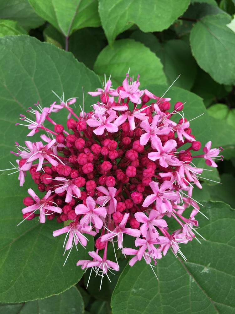 デラシネさんの投稿画像 月7月8日 Greensnap グリーンスナップ