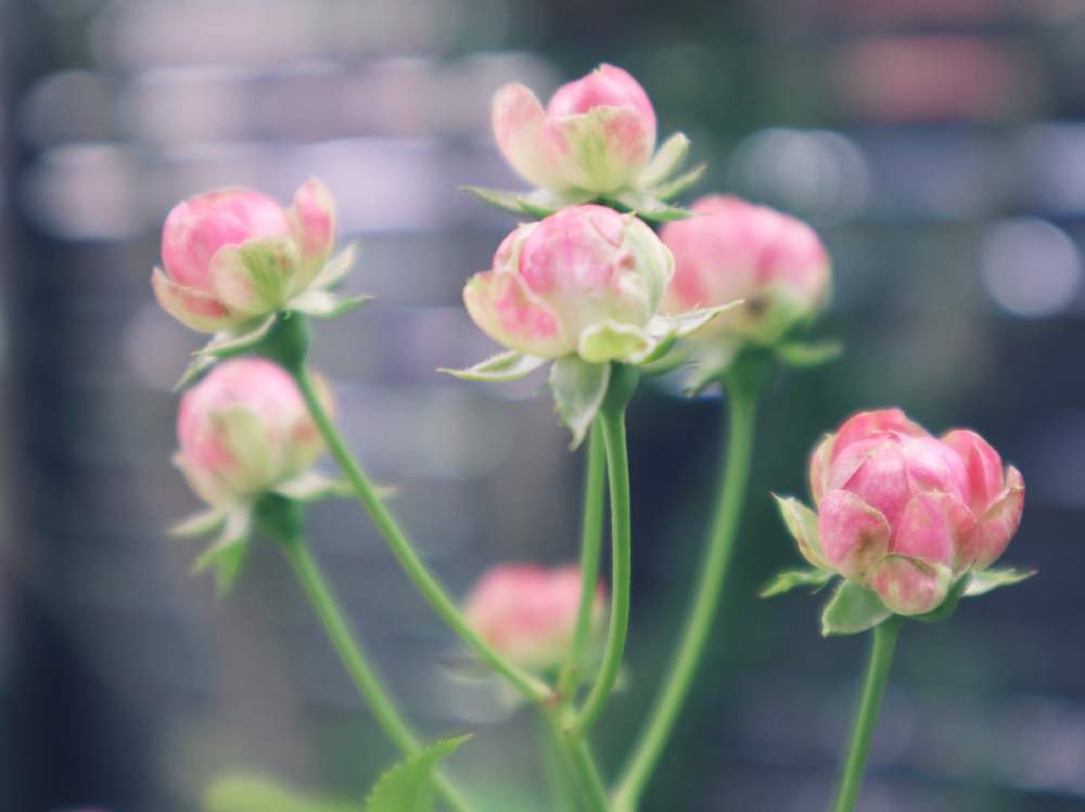 スプレーバラ ラディッシュの投稿画像 By Aiponさん ナチュラルガーデンと花のある暮らしとおうち園芸 月7月8日 Greensnap グリーンスナップ