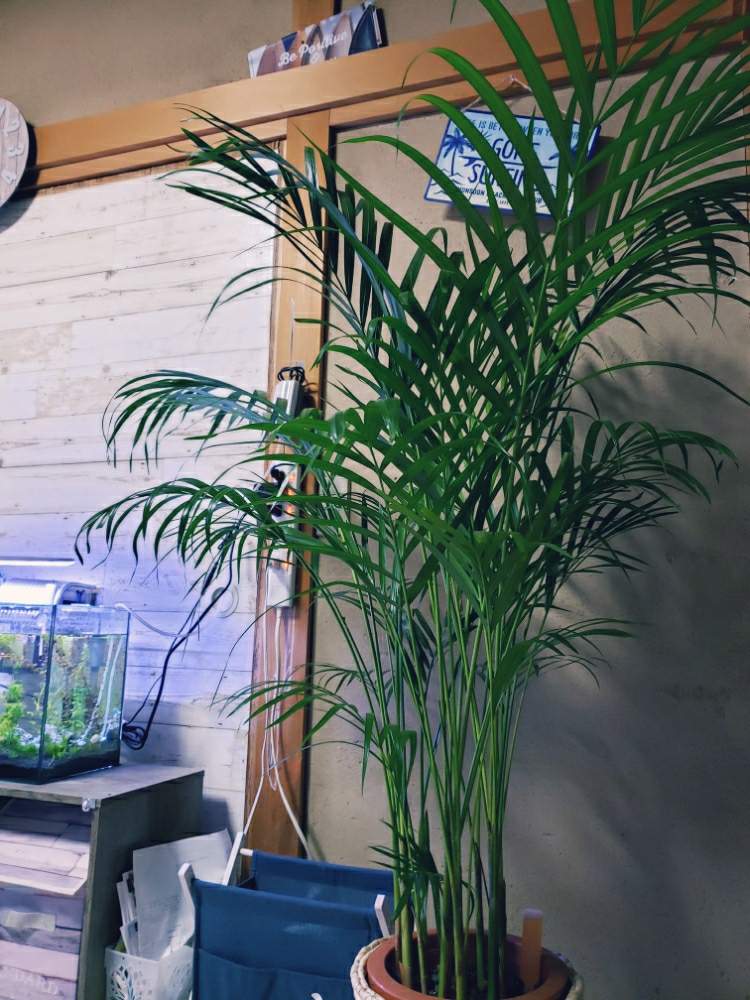 アレカヤシの投稿画像 By Flower Lovers さん 観葉植物と南国植物と風水と熱帯植物と部屋と南国と南国気分と観葉植物と南国植物と風水と 熱帯植物と南国と南国気分 月7月8日 Greensnap グリーンスナップ Greensnap グリーンスナップ