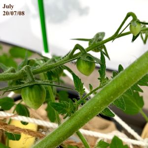 ミニトマト　ネネ,水耕栽培,野菜 水耕栽培,水耕栽培 パッシブ,百均グッズの画像