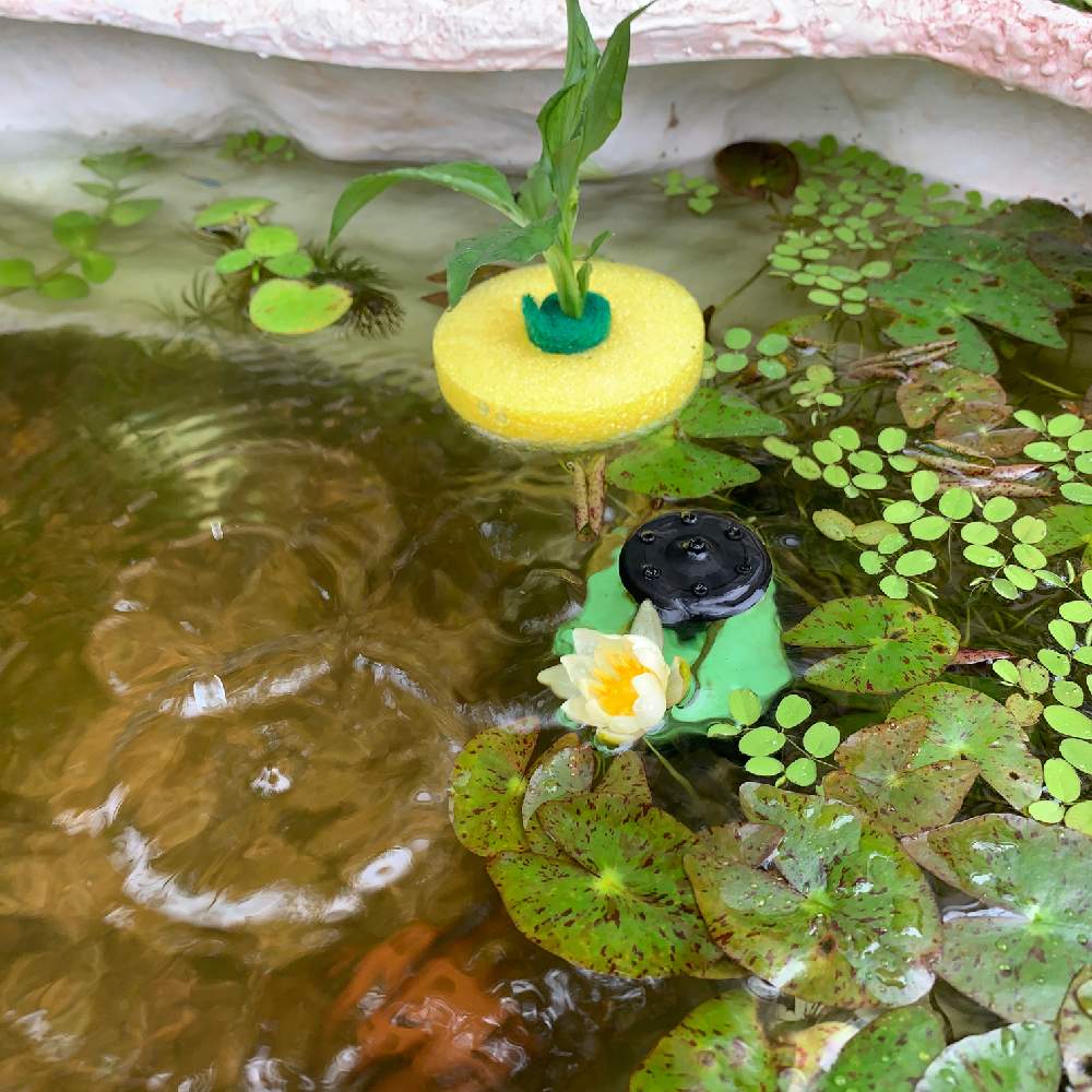 スパティフィラムの投稿画像 By Ner0l1さん アマゾンフロッグピットと姫睡蓮と観葉植物とビオトープと水生植物とミナミヌマエビとメダカと水草と熱帯植物と浮葉植物 月7月8日 Greensnap グリーンスナップ