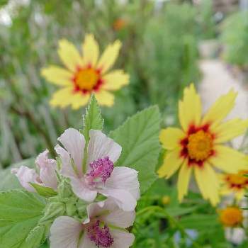 白花マローの投稿画像一覧 Greensnap グリーンスナップ