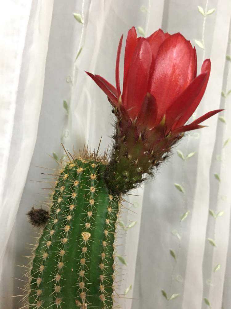 パキケレウス 武衛柱 開花 Greensnap グリーンスナップ