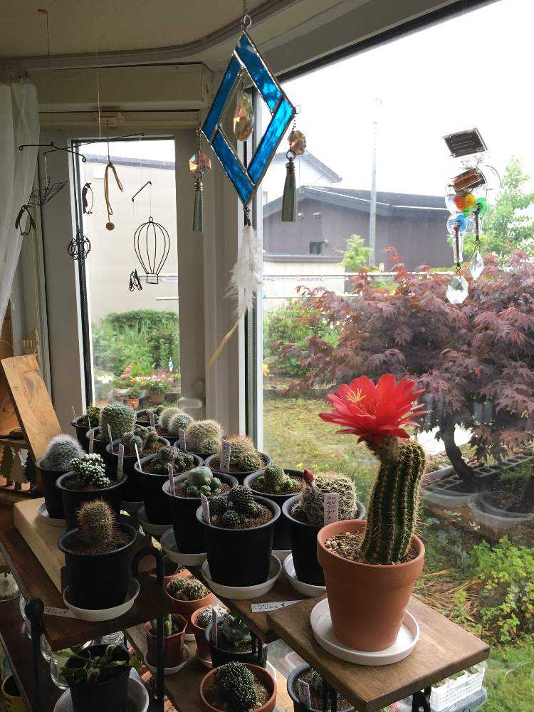 パキケレウス 武衛柱 開花 Greensnap グリーンスナップ