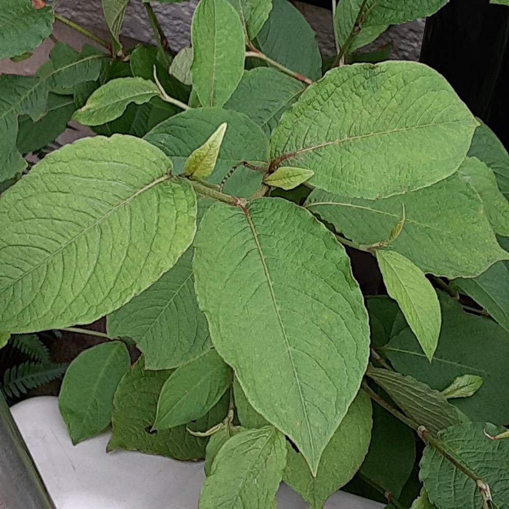 まゆりんさんの投稿画像 月7月8日 Greensnap グリーンスナップ