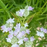 細葉マウンテンミントの一覧 Greensnap グリーンスナップ