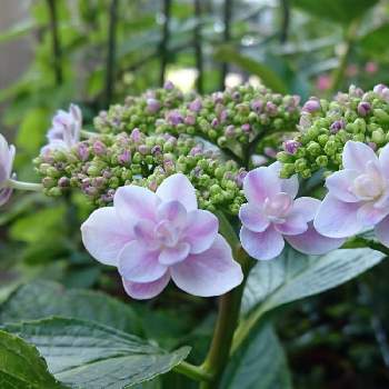 紫陽花 雨に唄えばの投稿画像一覧 Greensnap グリーンスナップ