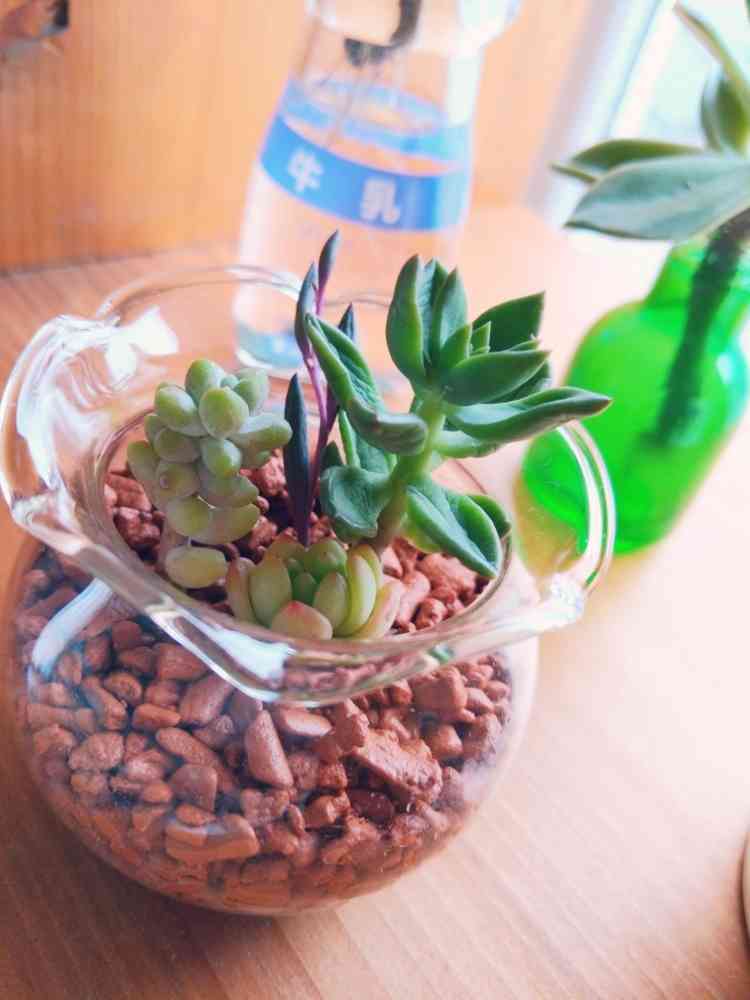 モロッコ 新種 多肉植物 シワがあり - 植物/観葉植物