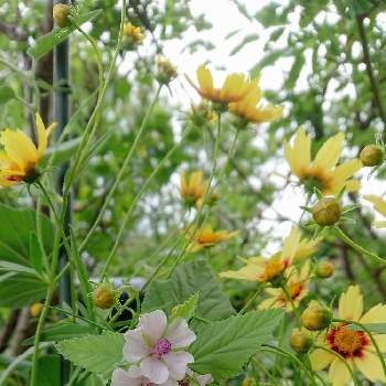 白花マローの投稿画像一覧 Greensnap グリーンスナップ