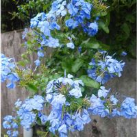 ルリマツリの画像