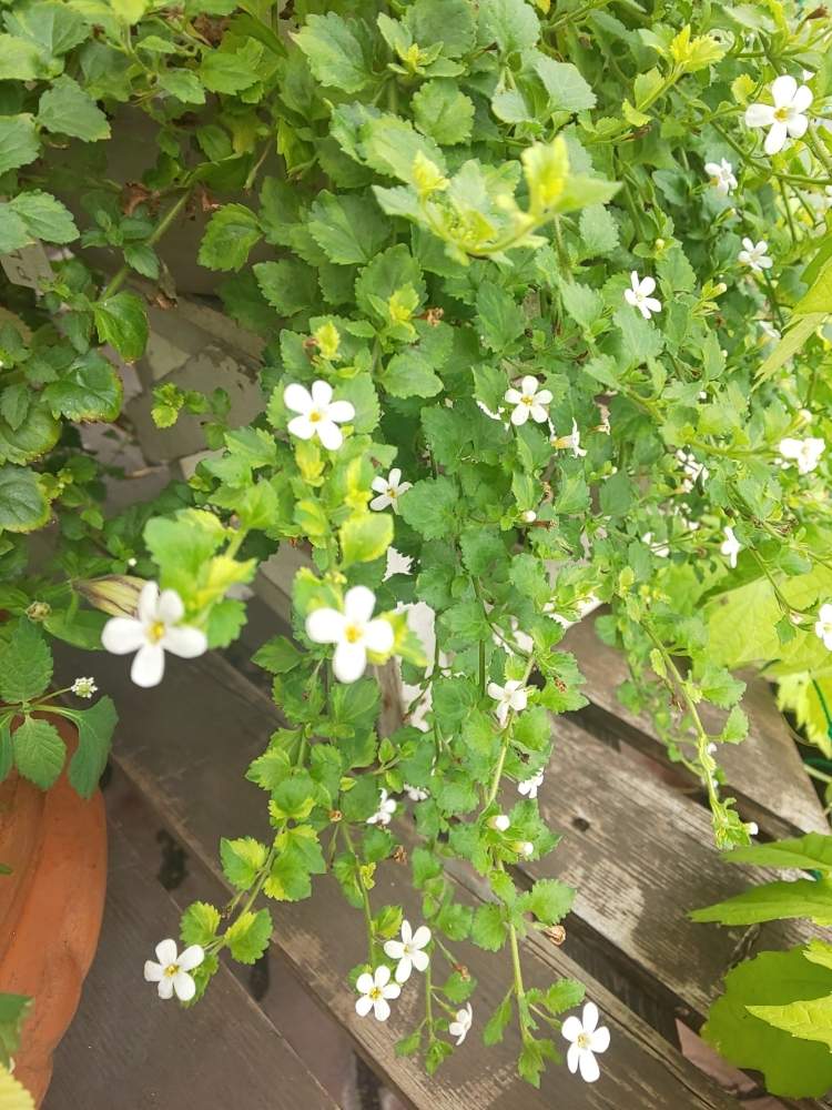 バコパの投稿画像 By もちもちさん 白い花と小さい花とチーム愛知と白い花と小さい花とチーム愛知 月7月8日 Greensnap グリーンスナップ Greensnap グリーンスナップ