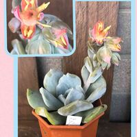 ラウトップ,多肉植物,開花,多肉の花,鶴仙園の画像