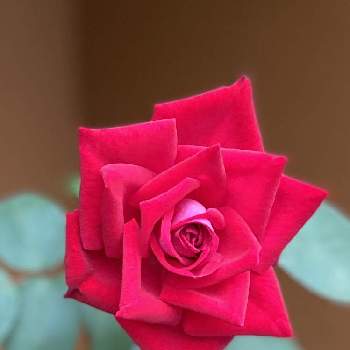 心を癒す花♡の画像 by ちきさん | エントランスと心を癒す花♡と水曜ローズショーと花のある暮らしと華やぐ空間と赤い薔薇♡