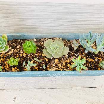 ナフコ多肉の投稿画像一覧 Greensnap グリーンスナップ