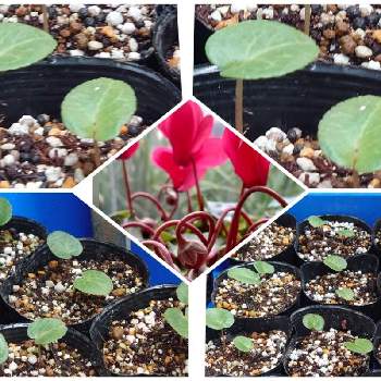 シクラメンの種 の投稿画像一覧 Greensnap グリーンスナップ