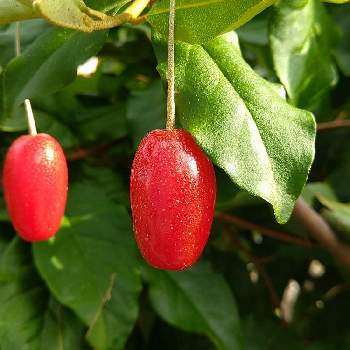 グミの実 の投稿画像一覧 Greensnap グリーンスナップ