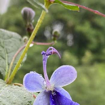 ブルーバタフライフラワーの投稿画像一覧 Greensnap グリーンスナップ