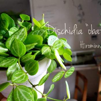 ディスキディア　オバタの画像 by ヒロミンさん | ディスキディア　オバタと観葉植物