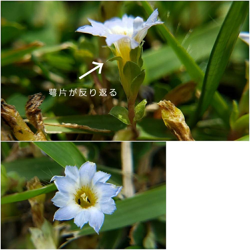 コケリンドウの投稿画像 By 草香さん リンドウ科とリンドウ科 月7月9日 Greensnap グリーンスナップ Greensnap グリーンスナップ