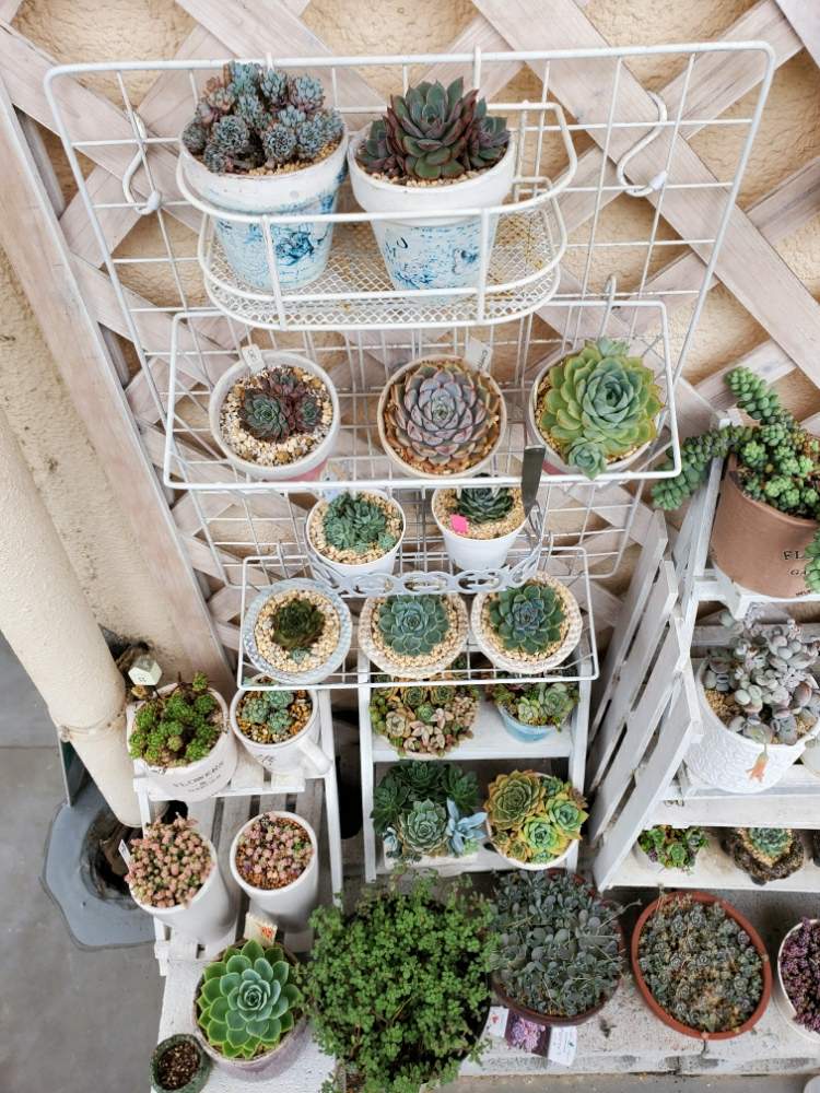 多肉植物の投稿画像 By Anriさん 韓国多肉とサボテン と韓国 鉢と寄せ植えと植え替えと癒しの空間と多肉女子とタニラーとpots鉢 とdiyともりもりと韓国苗と可愛いとレインドロップ と多肉に良い鉢とディスプレイとリメイク鉢 月7月9日 Greensnap グリーン