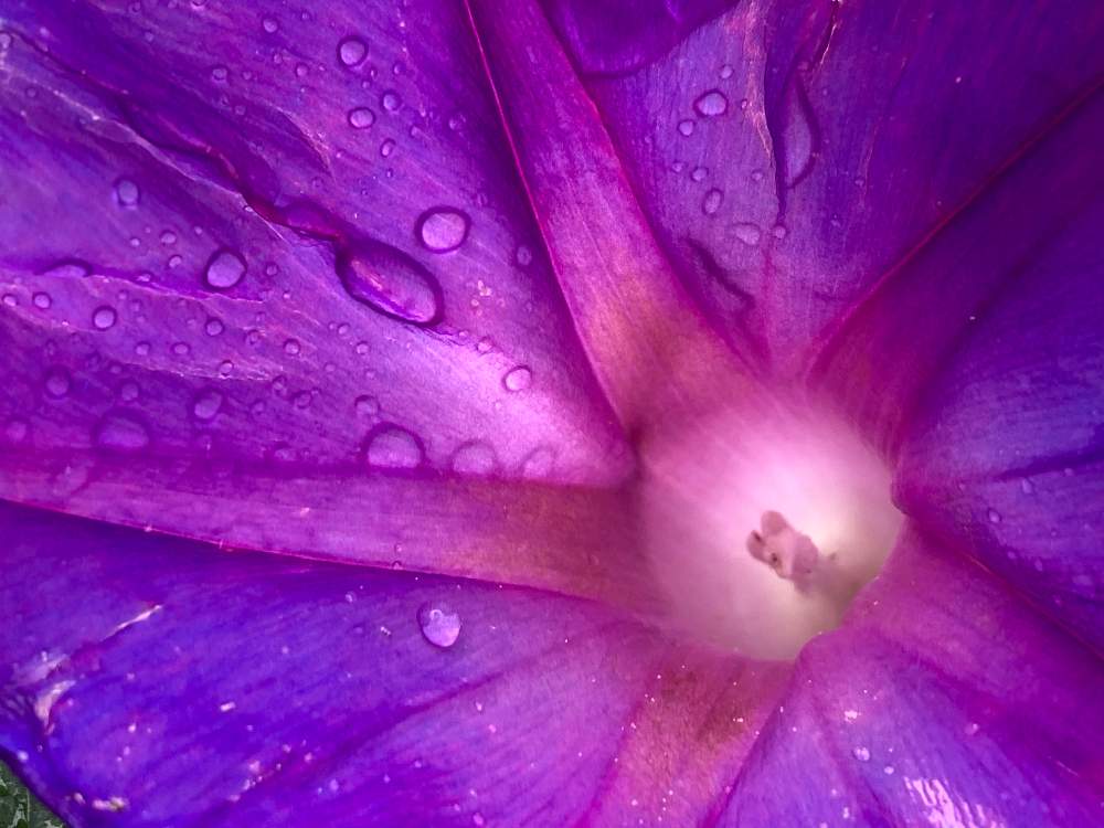 シルバー川柳の投稿画像 By ヒーちゃんさん 花言葉と冷静とマルバアサガオ とアサガオ 月7月9日 Greensnap グリーンスナップ