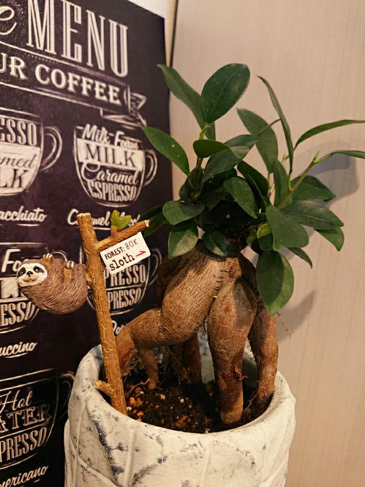 ガジュマルの投稿画像 By Nagi03さん 観葉植物と北海道とセクシー 月7月9日 Greensnap グリーンスナップ