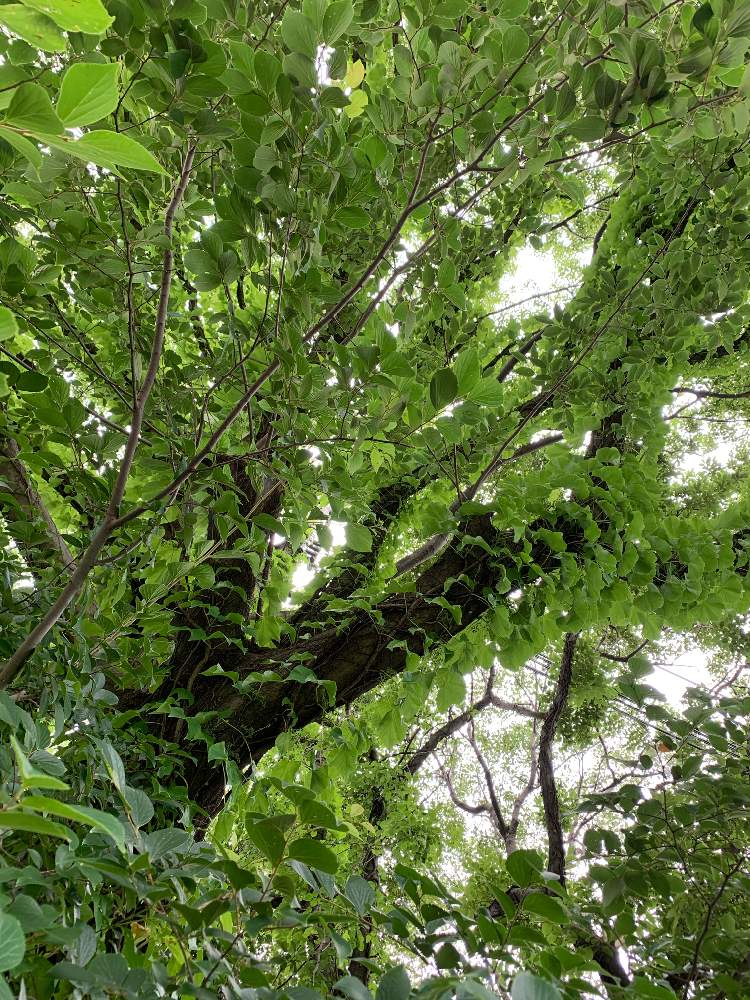 自然の投稿画像 By Hapico さん 蔦の絡まる木と蔦に好かれた木と葉っぱとツタと葉っぱ好きと自然が好き 月7月9日 Greensnap グリーンスナップ