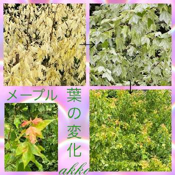 ご近所の植物の画像 by ひみつのアッコちゃんさん | お出かけ先と3月の葉と5月の葉と7月の葉と葉の美しい植物とご近所の植物と近くの景色