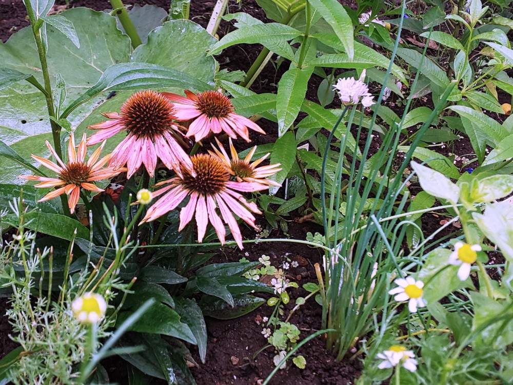 エキナセアの投稿画像 By パープルさん チャイブとジャーマンカモミールとハーブティーとハーブの花とおうちde菜園とおうち園芸とpwフォトコンと エキナセア とジャーマンカモマイルと庭のハーブとチャイブ と風邪に効果的なハーブ 月7月9日 Greensnap
