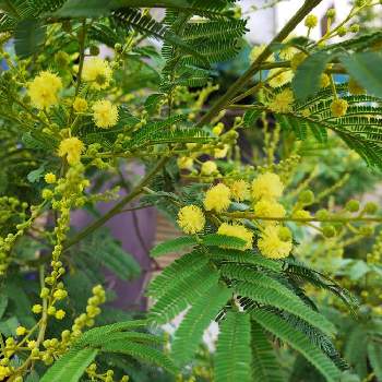 木に咲く花の名前の投稿画像一覧 Greensnap グリーンスナップ