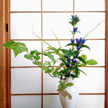 和室の花の投稿画像一覧 Greensnap グリーンスナップ