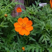 キバナコスモスの画像