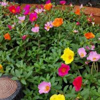 ポーチュラカの画像