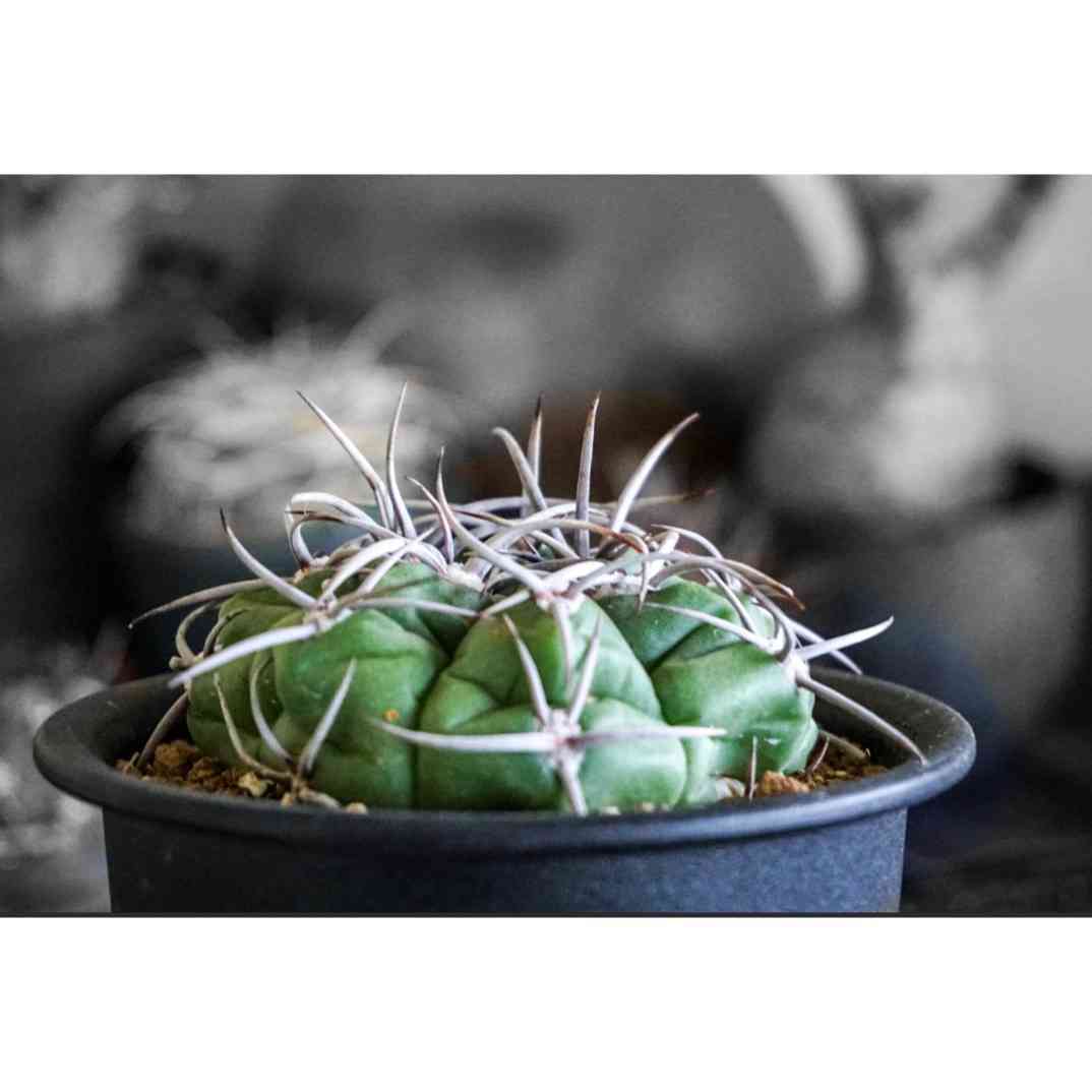 選抜　紅蛇丸 Gymnocalycium mostii ( 紅蛇丸 ) | ギムノ フォト プロムナード